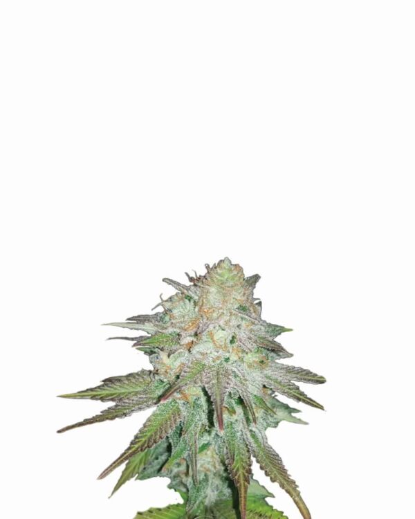 Raspberry Cough Auto Feminised Seeds by Nirvana