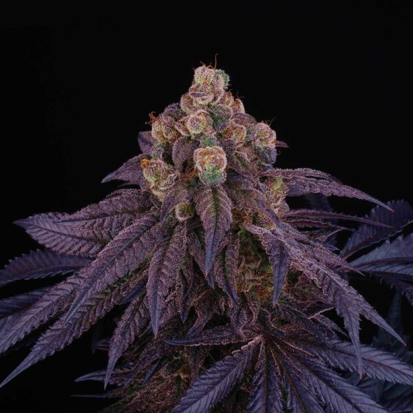 Red Red Wine Feminised Seeds by Perfect Tree Seeds