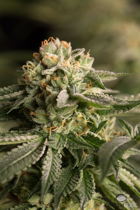 Remo Chemo Feminised Seeds by Dinafem