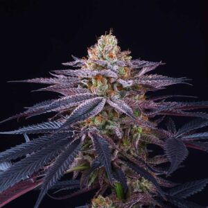 Rotten Apple Feminised Seeds by Perfect Tree Seeds