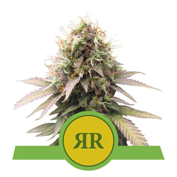 Royal Runtz Auto Feminised Seeds by Royal Queen Seeds