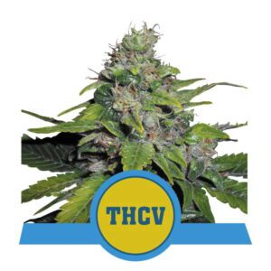 Royal THCV Feminised Seeds by Royal Queen Seeds