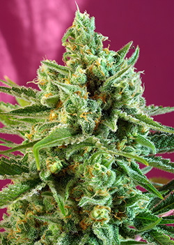 S.A.D. CBD Feminised Seeds by Sweet Seeds