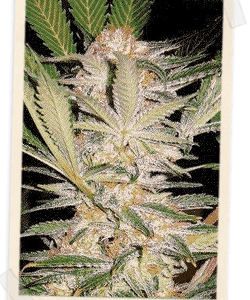 S.A.D. F1 FAST Version Feminised Seeds by Sweet Seeds