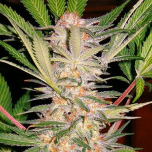 S.A.D. Sweet Afghani Delicious S1 Feminised Seeds by Sweet Seeds
