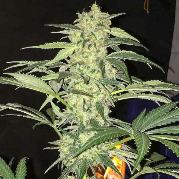 S.A.G.E. CBD Feminised Seeds by T.H. Seeds