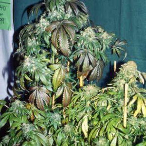 S.A.G.E Feminised Seeds by T.H. Seeds