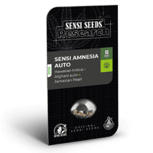 Sensi Amnesia Auto Feminised Seeds by Sensi Seeds