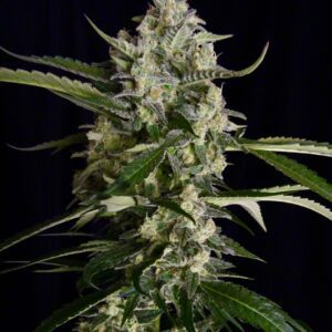 Seriosa Feminised Seeds by Serious Seeds