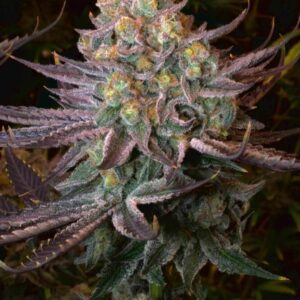 Seriotica Feminised Seeds by Serious Seeds