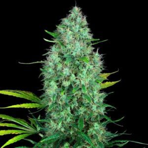 Serious 6 Feminised Seeds by Serious Seeds