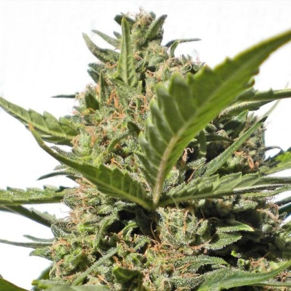Serious Happiness Feminised Seeds by Serious Seeds