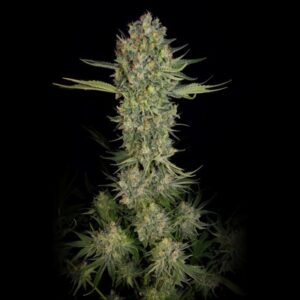 Serious Kush Feminised Seeds by Serious Seeds