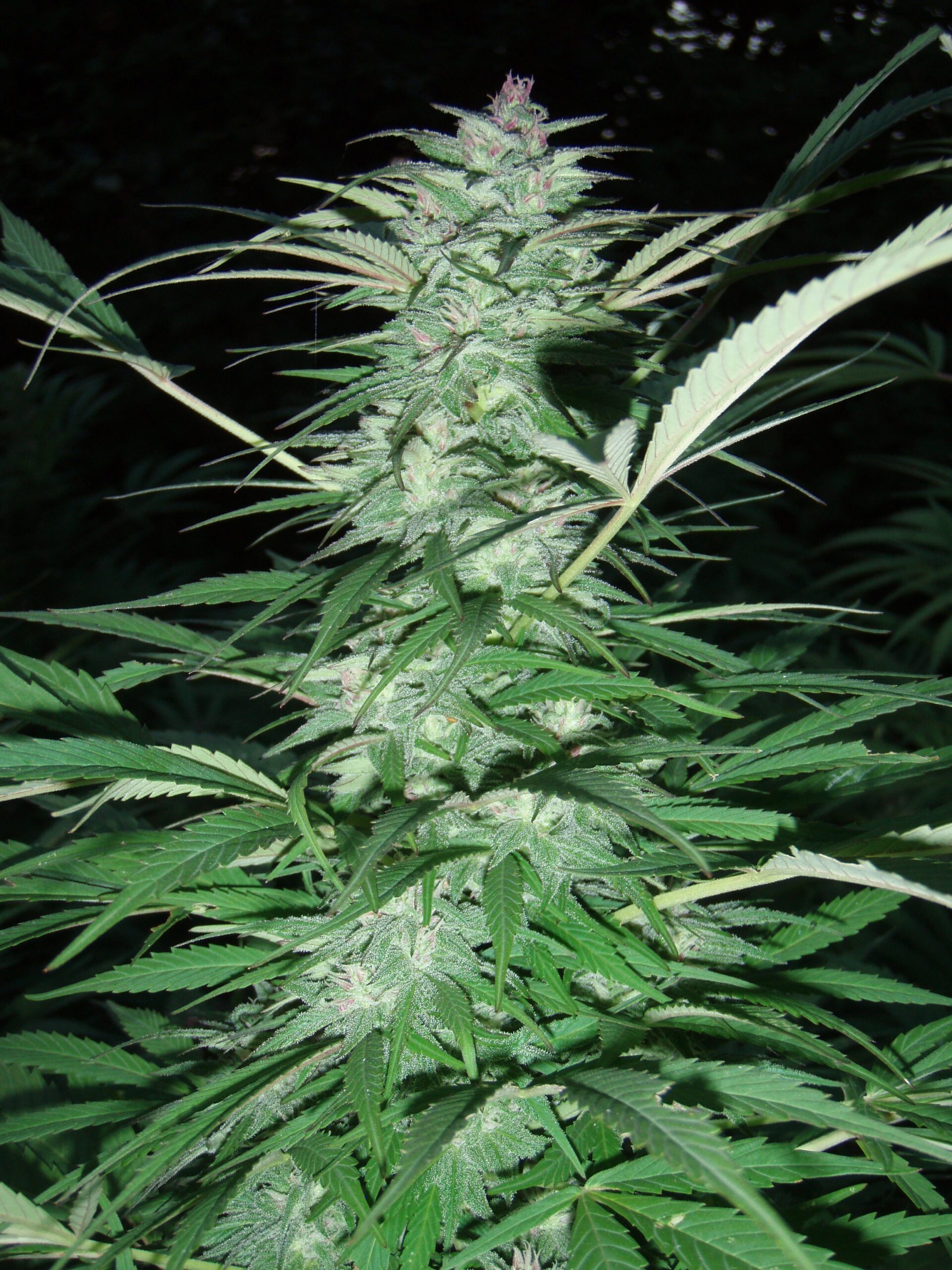 Serious 6 Regular Seeds by Serious Seeds
