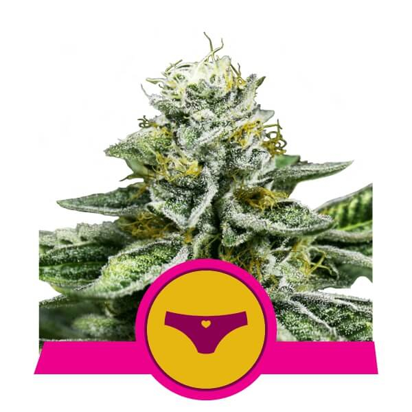 Sherbet Queen Feminised Seeds by Royal Queen Seeds