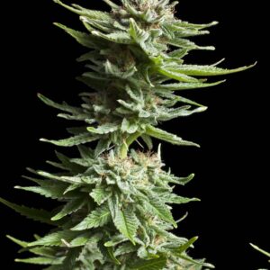 Shining Silver Haze Feminised Seeds by Royal Queen Seeds