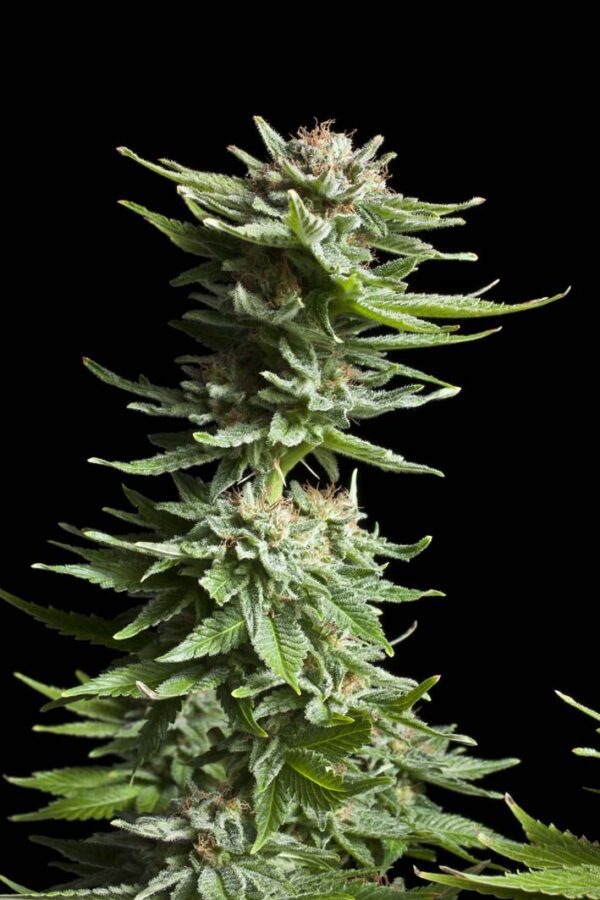 Shining Silver Haze Feminised Seeds by Royal Queen Seeds