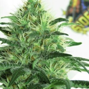 Sideral Feminised Seeds by Ripper Seeds