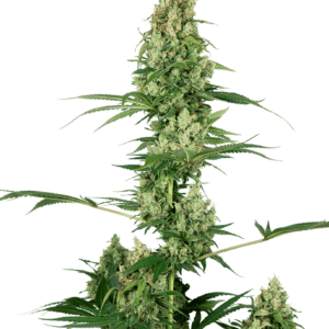 Silver Fire Feminised Seeds by Sensi Seeds