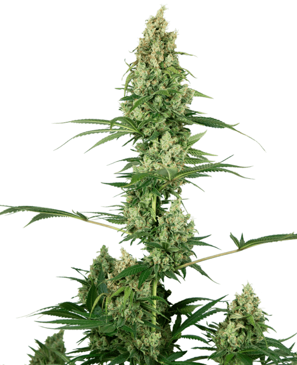 Silver Fire Feminised Seeds by Sensi Seeds