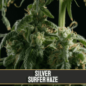 Silver Surfer Haze Feminised Seeds by BlimBurn Seeds