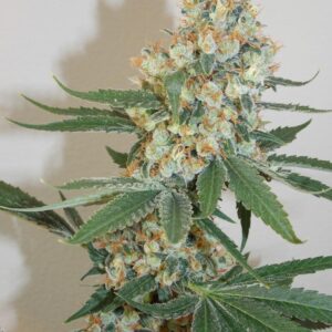 Silver Mountain Regular Seeds by Bodhi Seeds