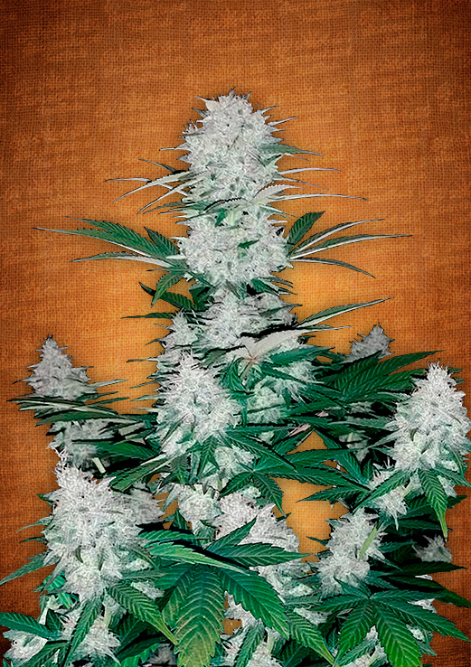 Six Shooter Auto Feminised Seeds by FastBuds