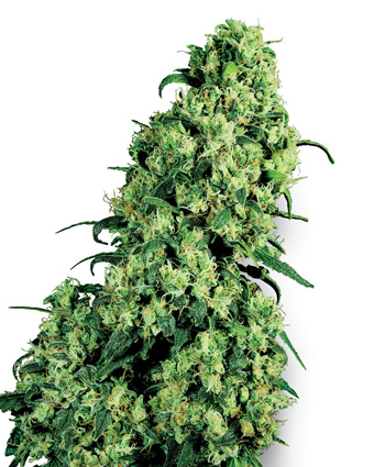 Skunk #1 Feminised Seeds by White Label Seed Company