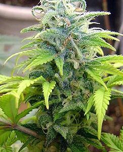 Skunk #11 Feminised Seeds by Dutch Passion