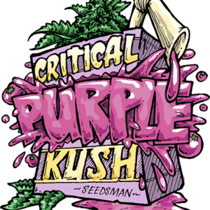 Critical Purple Kush Feminised Seeds by Seedsman