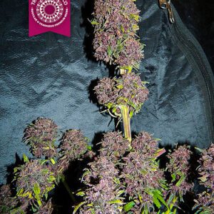 Smooth Smoke Feminised Seeds by Tropical Seeds