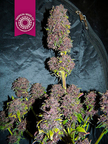 Smooth Smoke Feminised Seeds by Tropical Seeds