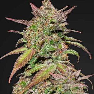 Smoothie Auto Feminised Seeds by FastBuds