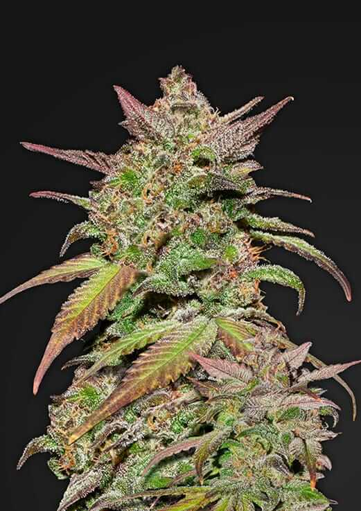 Smoothie Auto Feminised Seeds by FastBuds