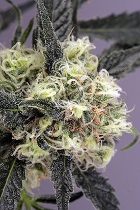 Snow Bud Feminised Seeds by Dutch Passion