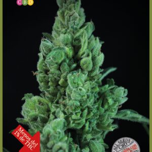 Solodiol CBD Auto Feminised Seeds by Elite Seeds
