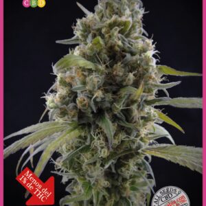 Solodiol Classic CBD Feminised Seeds by Elite Seeds