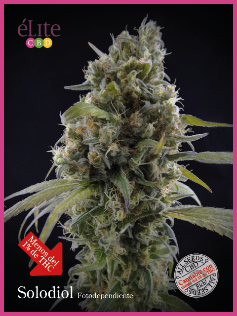 Solodiol Classic CBD Feminised Seeds by Elite Seeds