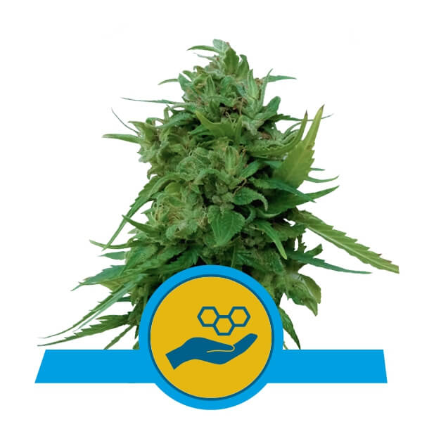 Solomatic CBD Auto Feminised Seeds by Royal Queen Seeds