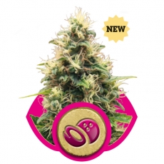Somango XL Feminised Seeds by Royal Queen Seeds