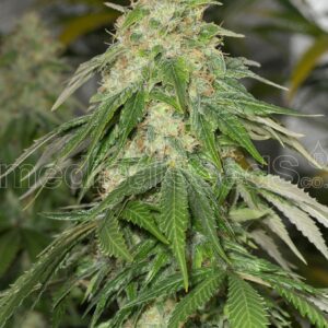 Some Sweet Feminised Seeds by Medical Seeds