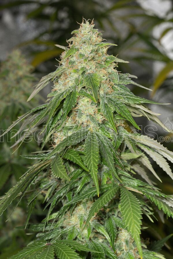 Some Sweet Feminised Seeds by Medical Seeds