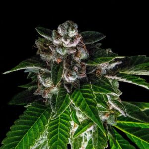 Bakers Delight Feminised Seeds by DNA Genetics