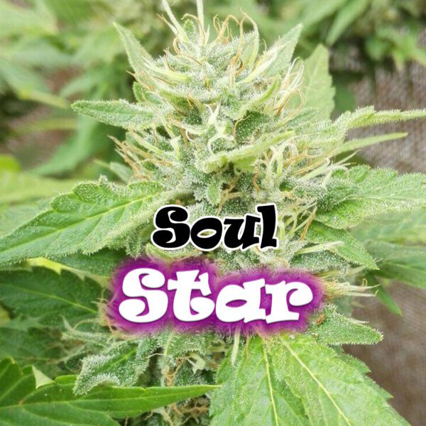Soul Star Feminised Seeds by Dr Underground