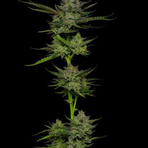 Sour Apple Auto Feminised Seeds by Humboldt Seed Co.