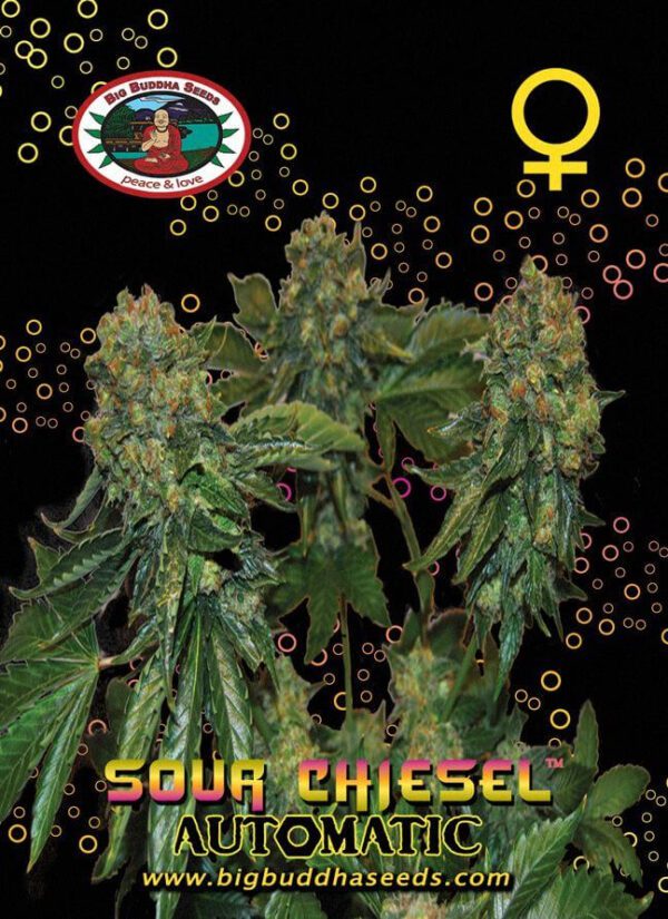 Sour Chiesel Auto Feminised Seeds by Big Buddha Seeds