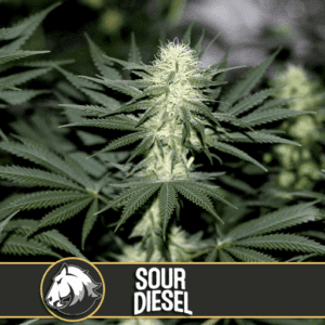 Sour Diesel Feminised Seeds by BlimBurn Seeds