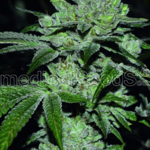 Sour Glue Feminised Seeds by Medical Seeds