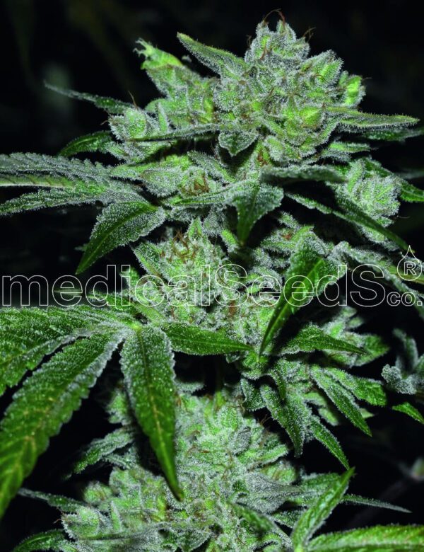 Sour Glue Feminised Seeds by Medical Seeds