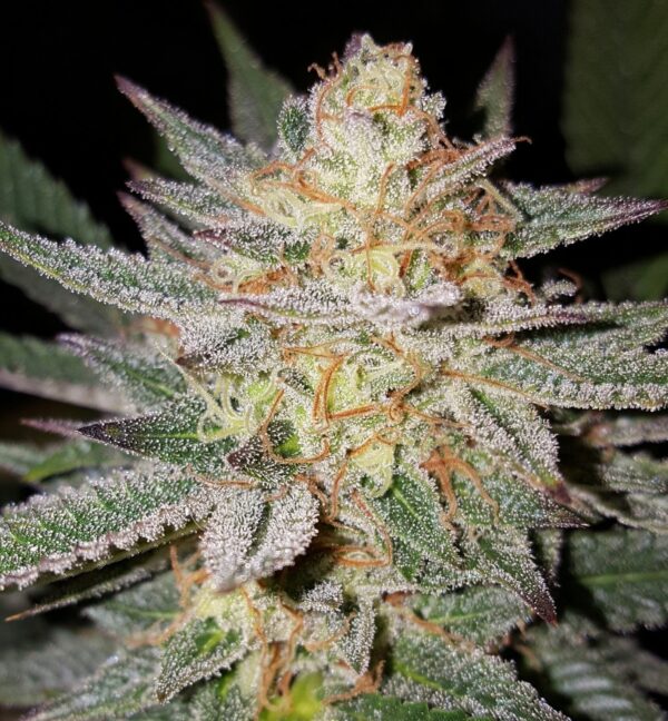 Sour Grape Regular Seeds by Lineage Genetics